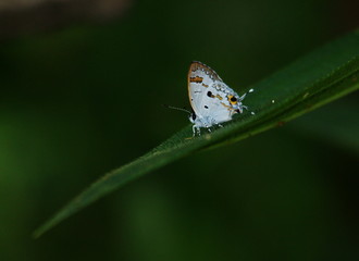 butterfly on a leaf