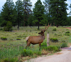 Naklejka na ściany i meble Elk with rack looking over its shoulder near fence with pines in background near Grand Canyon