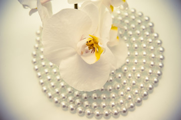 Fototapeta na wymiar pearl and white orchid on a white glass 