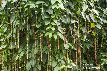 plant wallpaper
