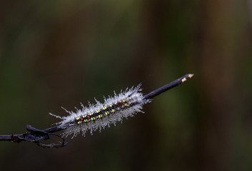 Fototapeta premium Caterpillar