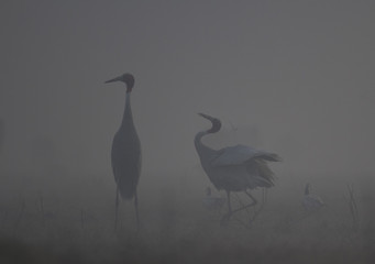 silhouette of a heron