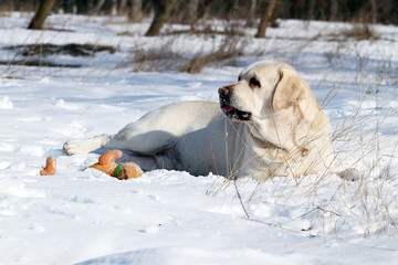 cute yellow labrador in winter in snow with a toy