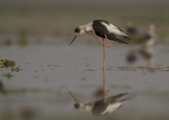Black winged stilt 