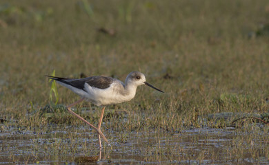 Black winged stilt 