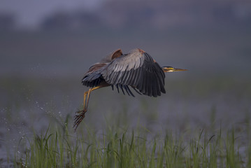 great blue heron in flight