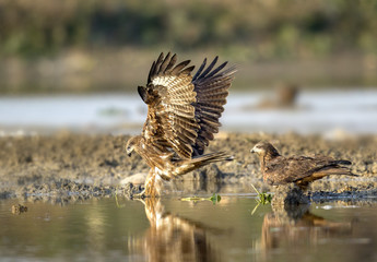 Catching Fish