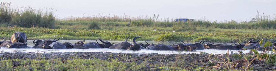 asiatic water buffalo, 