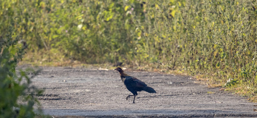  swamp francolin  