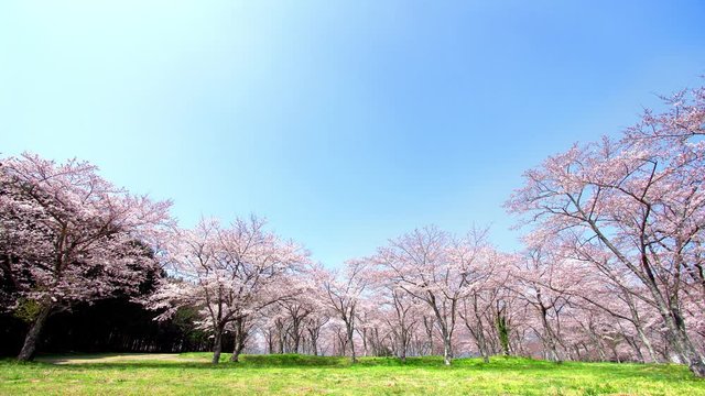 満開の桜と広場と空