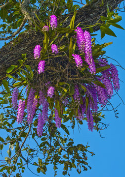 branch of foxtail orchid