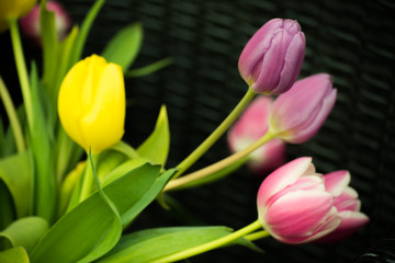 Dutch Pink Purple Yellow Tulips In Water With Green Leaves