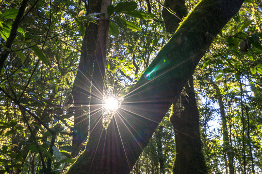 Fototapeta sun star light behind branch tree forest