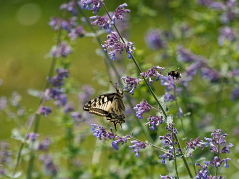 Schwalbenschwanz (schöner Schmetterling) und Biene auf Katzenminze-Blüten 