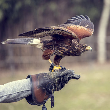 buteo buteo portrait