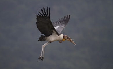Obraz premium stork in flight