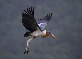 Obraz premium stork in flight