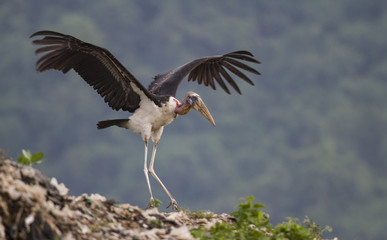 stork in flight