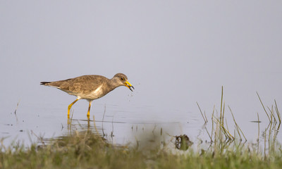 Grey Headed Lapwing
