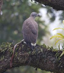 Grey Headed Eagle