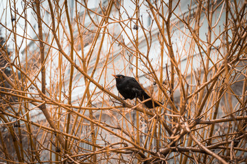 Blackbird during mating season