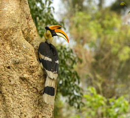 hornbill © KK