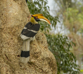 hornbill © KK