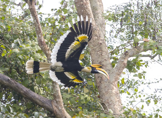 Great Hornbill