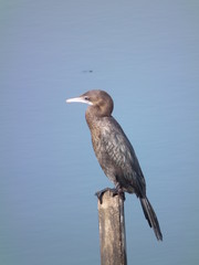 Cormorant