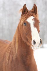 Obraz na płótnie Canvas Portrait of nice chestnut horse in winter