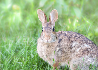 Naklejka na ściany i meble Cottontail rabbit on grass