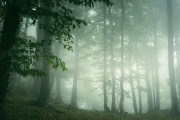 green forest background, misty landscape