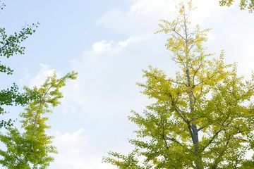 Autumn leaves color begin change in Japan