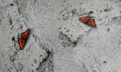 Fototapeta na wymiar Two brown butterflies Makhaon with spiders on a beautiful gray concrete texture background