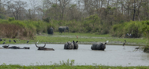 Elephant Rhino Bull