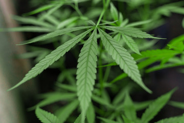 Naklejka na ściany i meble Marijuana leaves, cannabis