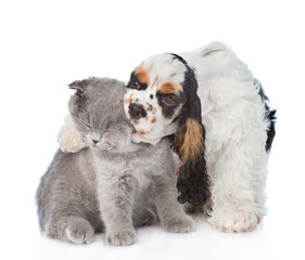 Cocker Spaniel puppy embracing and biting scottish kitten. isolated on white background
