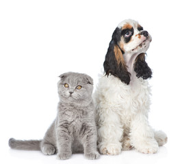 Cocker Spaniel puppy with young kitten sitting together. isolated on white background