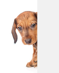 dachshund puppy behind white banner. isolated on white background. Space for text