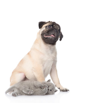 Pug puppy sitting with playful kitten and looking up. isolated on white background