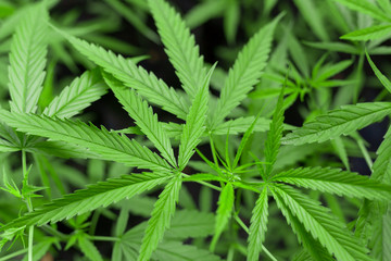 Marijuana leaves, cannabis