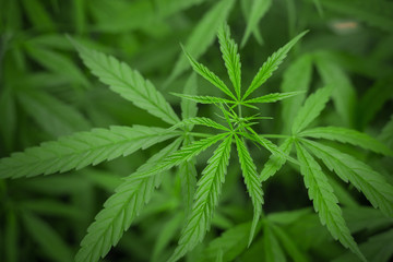 Fototapeta na wymiar Marijuana leaves, cannabis