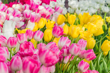 bright pink, yellow, white blooming tulips, floral background