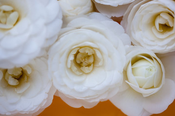 Close up of camellia