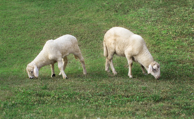 two young lamb eating juicy grass on a green lawn