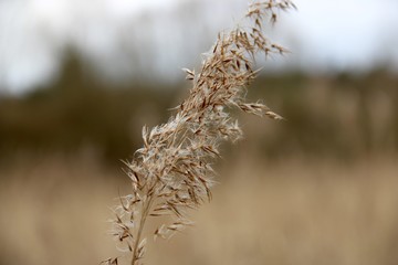 Single blade of wheat in a field
