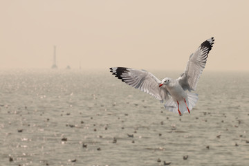 Seagulls flying over the sea in everning time