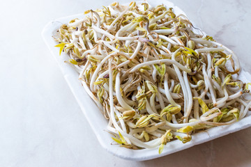 Package of Bean Sprouts / Mungbean or Soybean