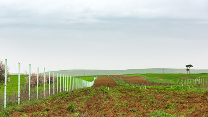 Fence along arable field