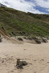 dog in the beach